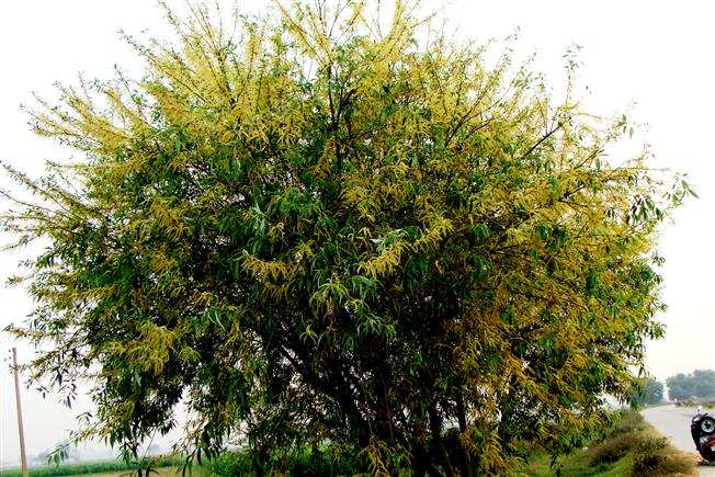 Salix tetrasperma